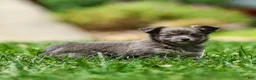 Chihuahua dogs for sale: Waylon Chihuahua Puppy  - Ad 1