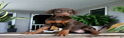 Doberman Pinscher dogs for sale: Wanda - Ad 3