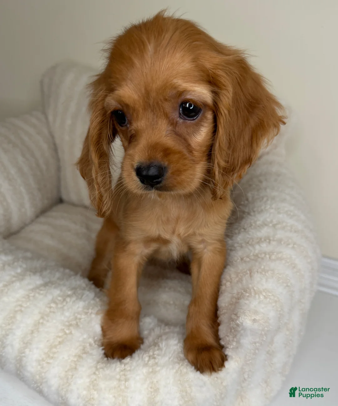 Cocker Spaniel dogs for sale: Honey  - Ad 5
