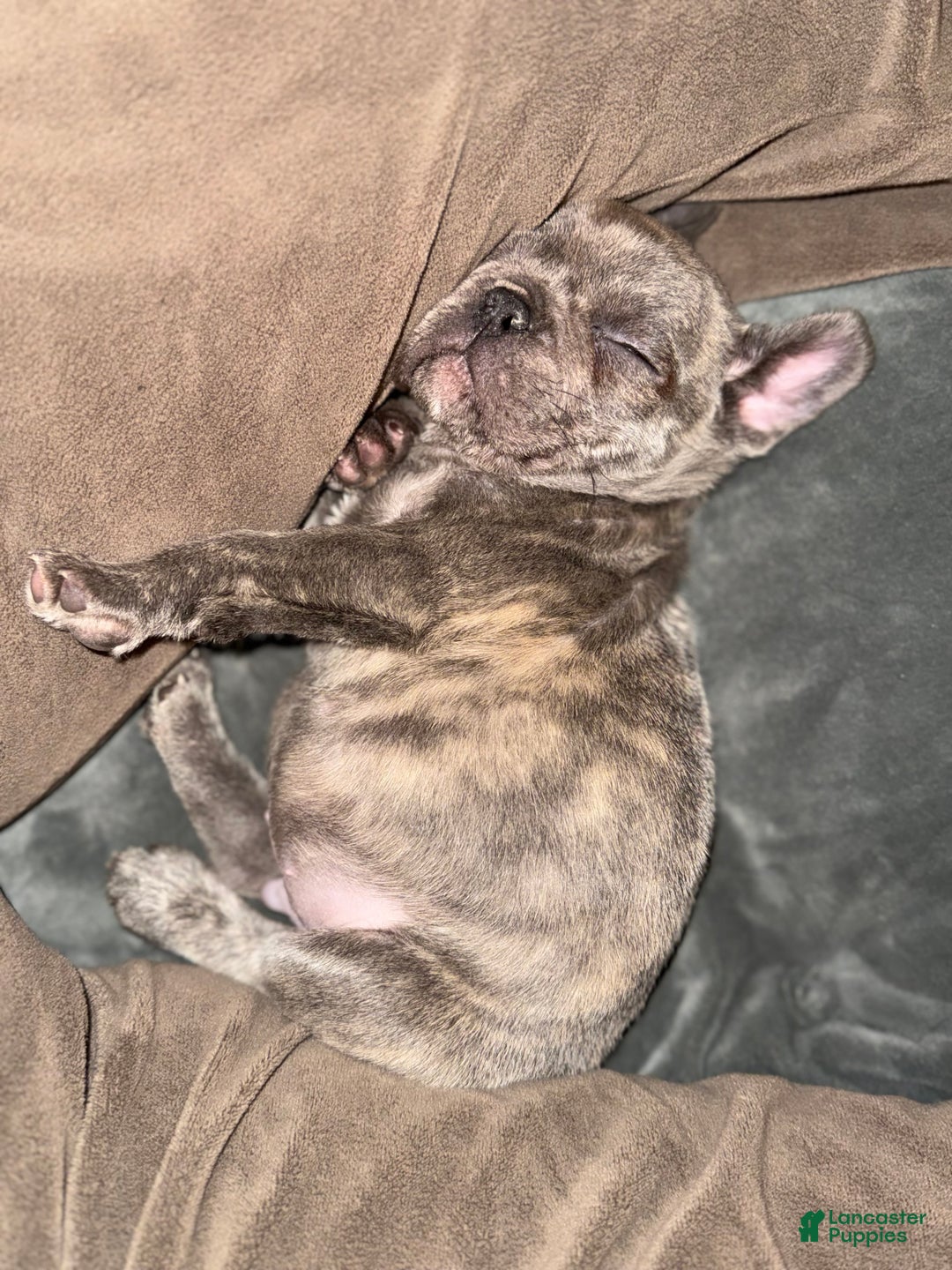 French Bulldog dogs for sale: French Bulldog Puppy 1 - Ad 3