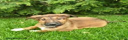 Mixed Breed dogs for sale: Erwin  - Ad 5
