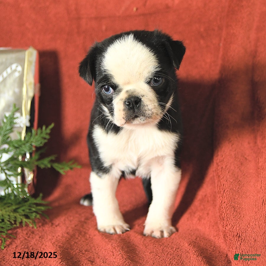 Pug dogs Rudolph - Ad 2