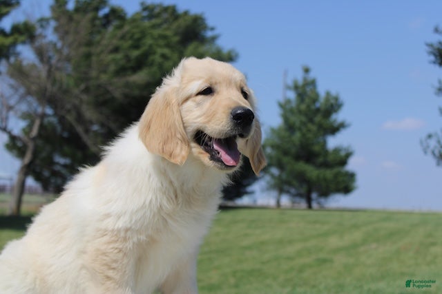 Golden Retriever dogs TRAINED Ranger the Golden Retriever Puppy  - Ad 1