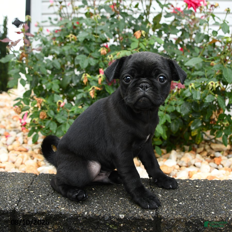 Pug dogs for sale: Mocha - Ad 1