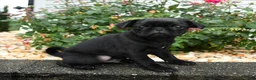 Pug dogs for sale: Mocha - Ad 1