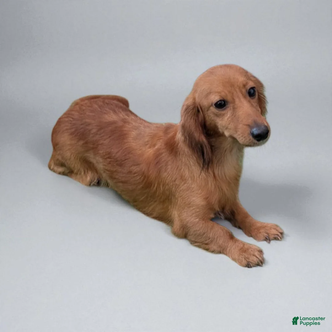 Miniature Dachshund dogs for sale: Patch - Ad 5