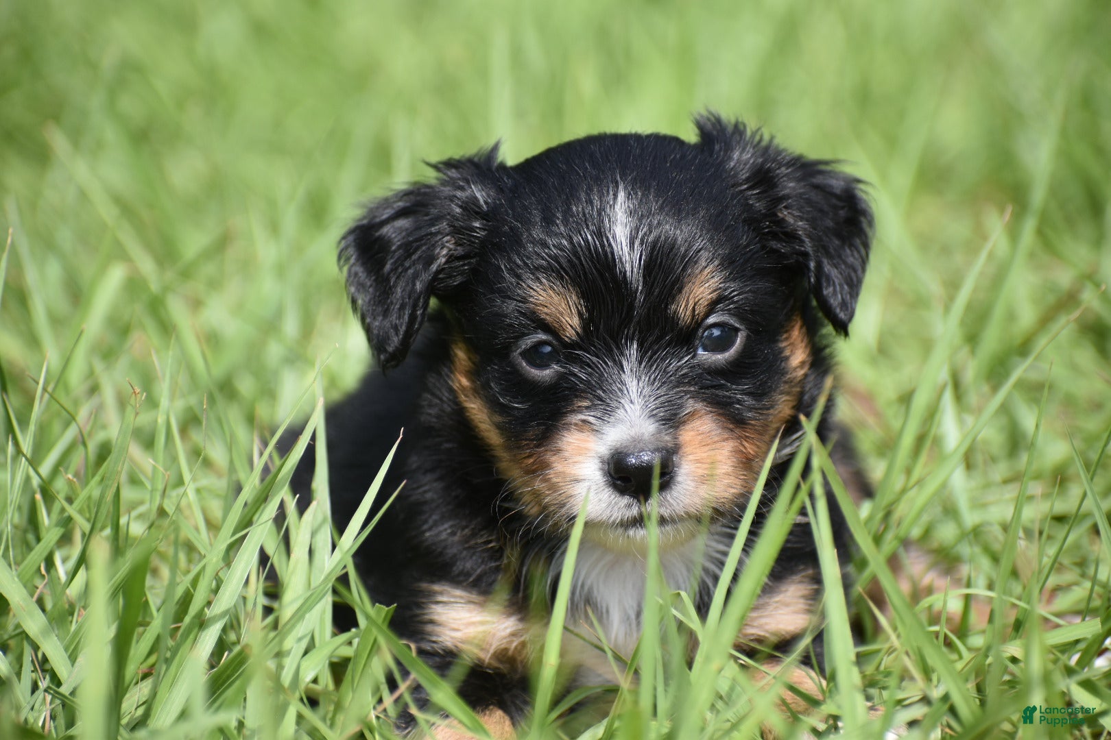 Toy Australian Shepherd dogs for sale: Toy Australian Shepherd Puppy 1 - Ad 5