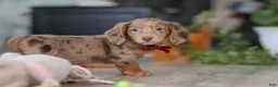 Miniature Dachshund dogs for sale: Violet - Ad 5