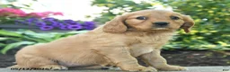 Miniature Golden Retriever dogs for sale: Fay - Ad 2