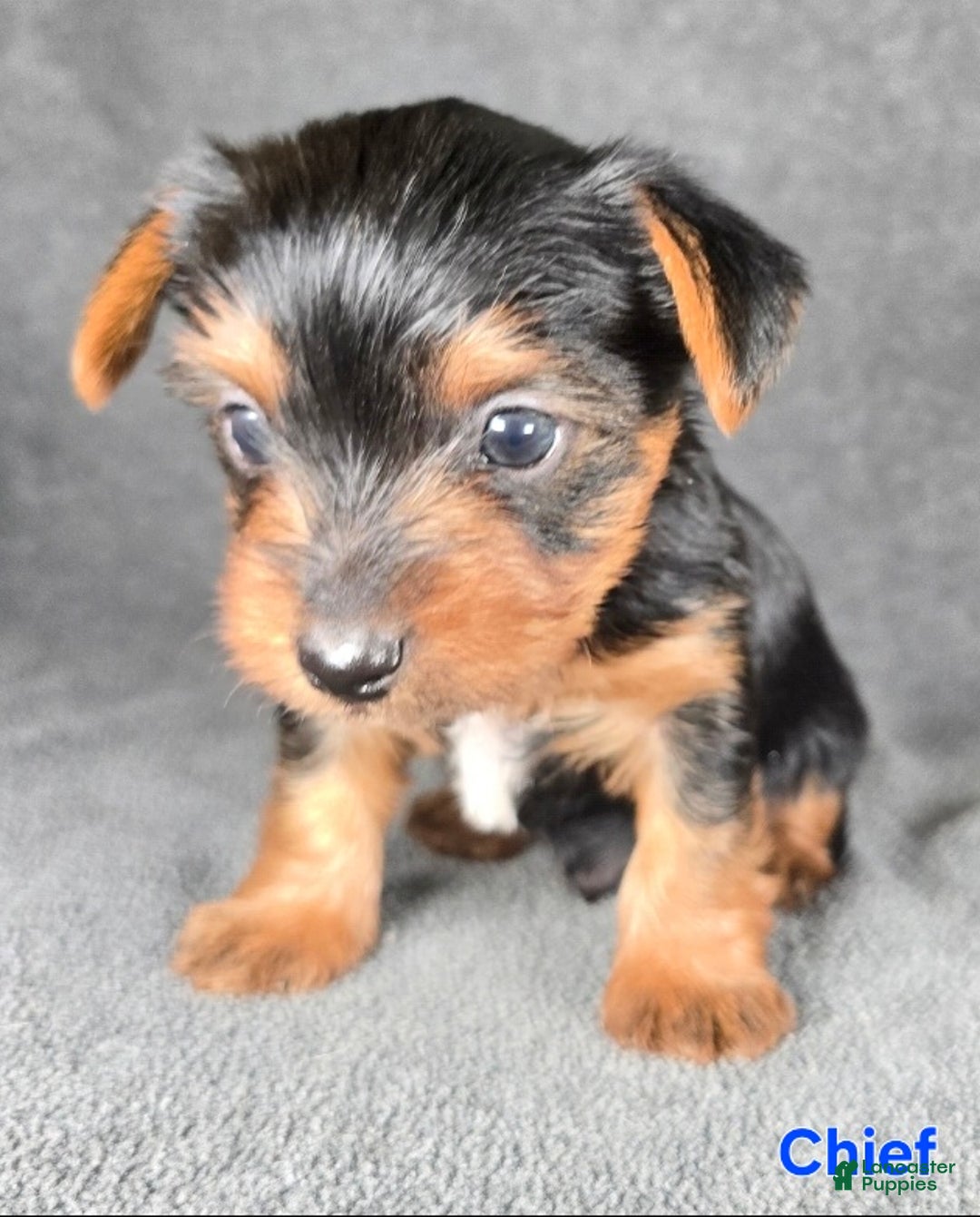 Yorkshire Terrier dogs for sale: Chief - Ad 7