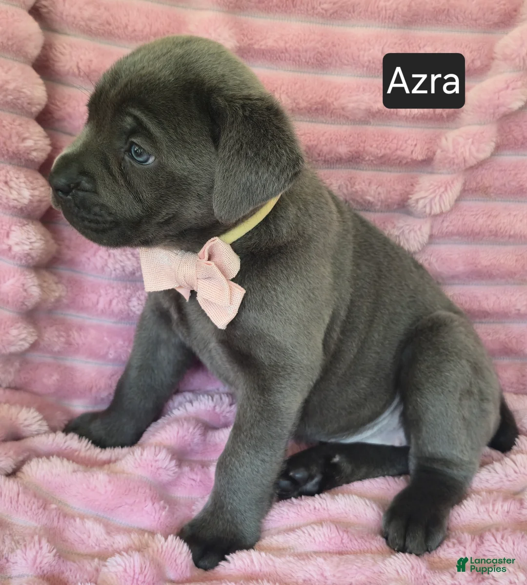 Cane Corso dogs for sale: Azra - Ad 6