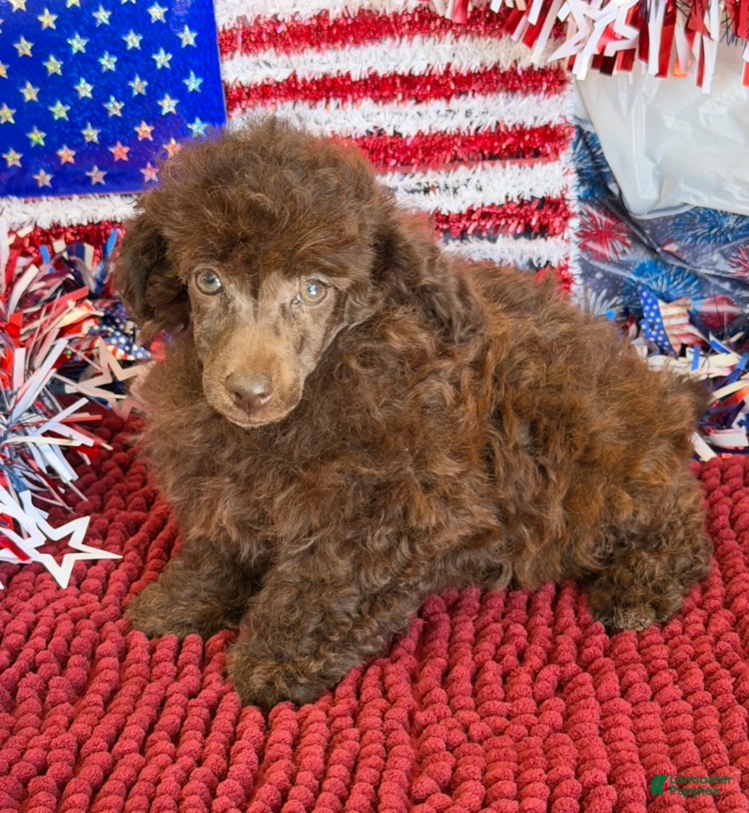 Toy Poodle dogs for sale: Tessa - Ad 4