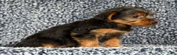 Yorkshire Terrier dogs for sale: Adaline - Ad 3