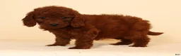 Mini Goldendoodle dogs for sale: Molly - Ad 4