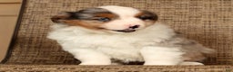 Miniature Australian Shepherd dogs for sale: Dawn - Ad 9
