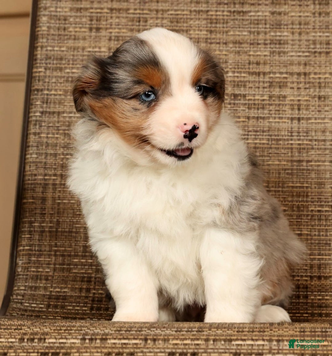 Miniature Australian Shepherd dogs for sale: Dawn - Ad 9
