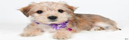 Morkie dogs for sale: Vicky - Ad 5