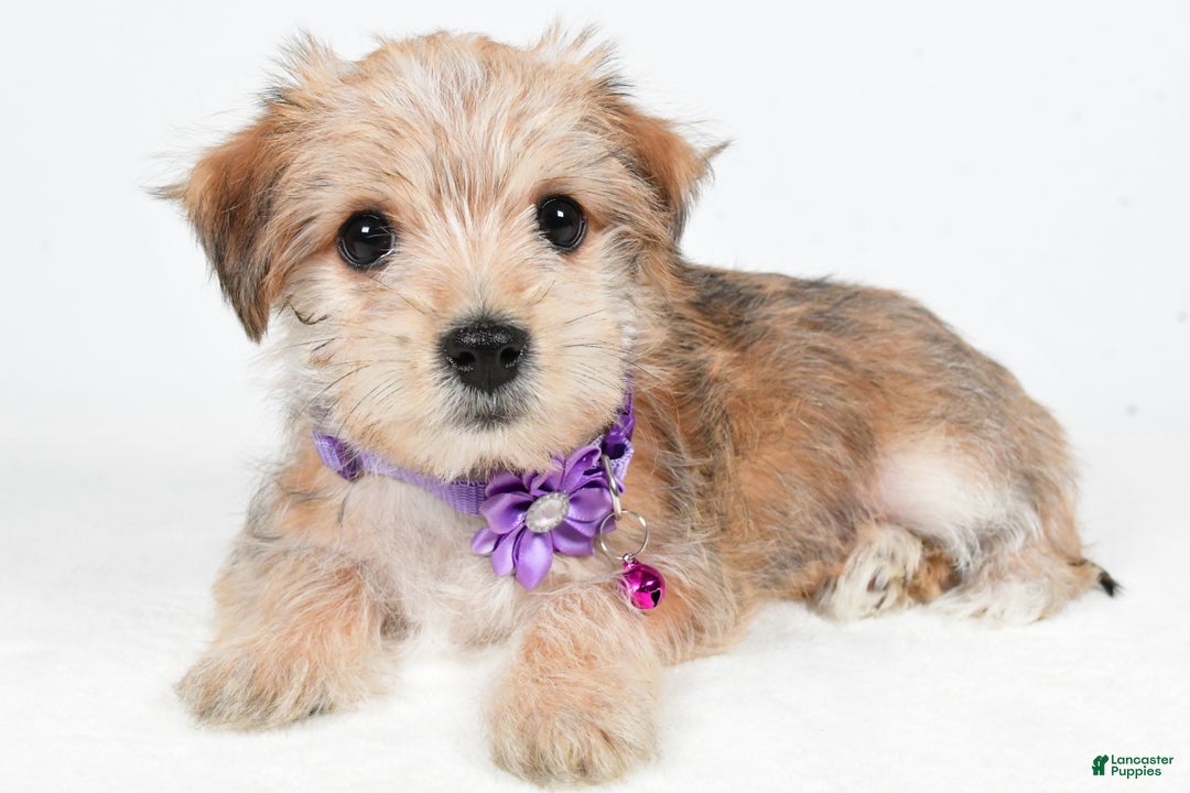 Morkie dogs for sale: Vicky - Ad 5