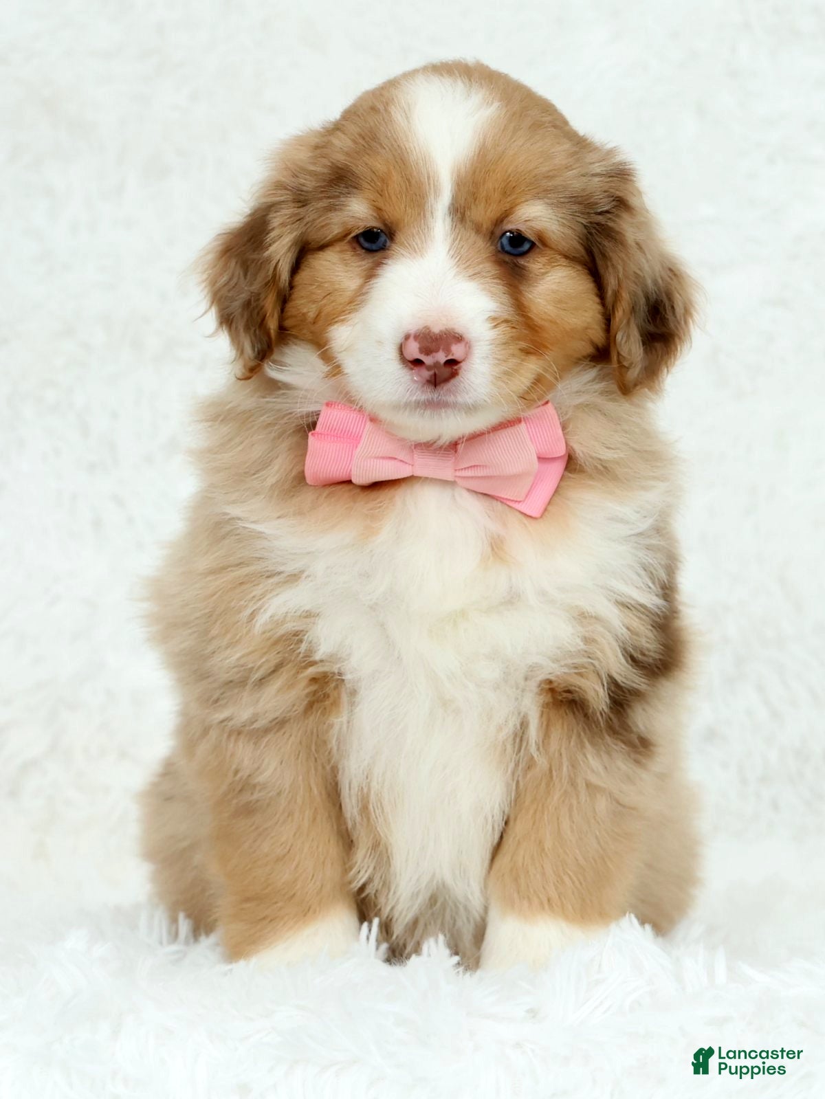 Australian Shepherd dogs Quinn - Ad 2