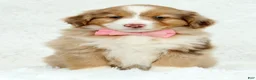 Australian Shepherd dogs for sale: Quinn - Ad 2