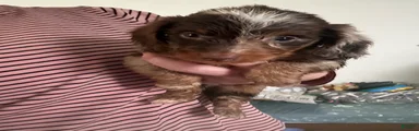 Miniature Dachshund 1