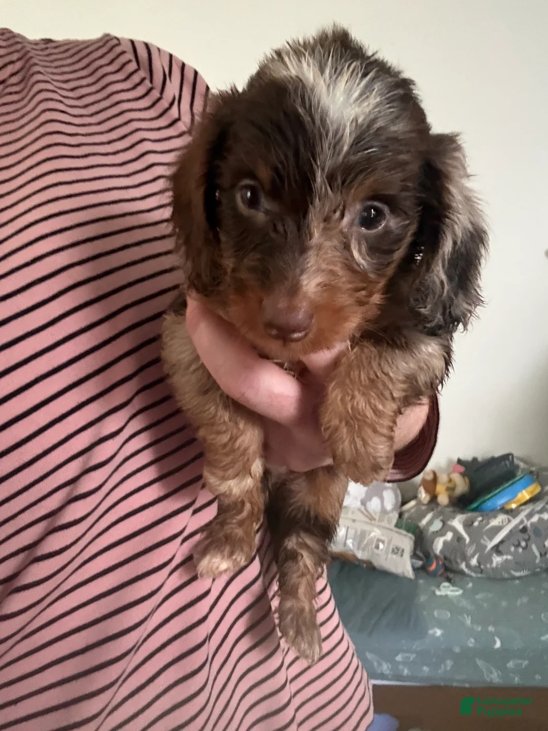 Miniature Dachshund dogs for sale: Miniature Dachshund 1 - Ad 1