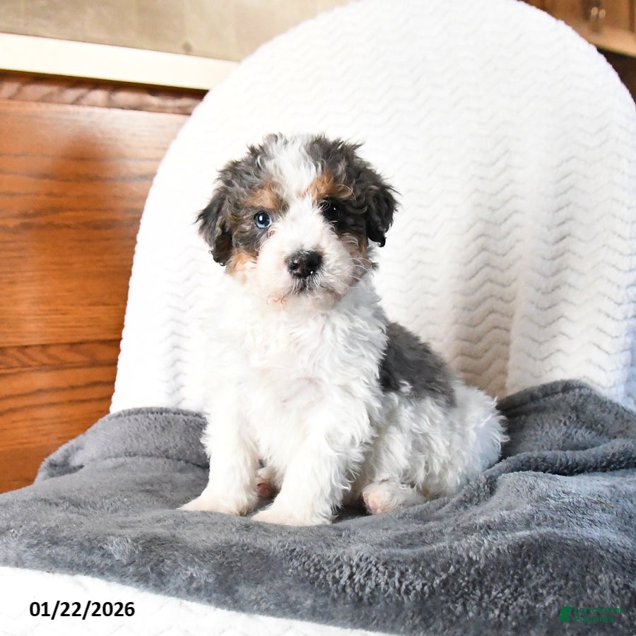 Mini Bernedoodle dogs Vincent - Ad 25