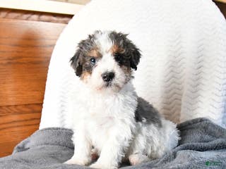 Mini Bernedoodle dogs Vincent - Ad 25