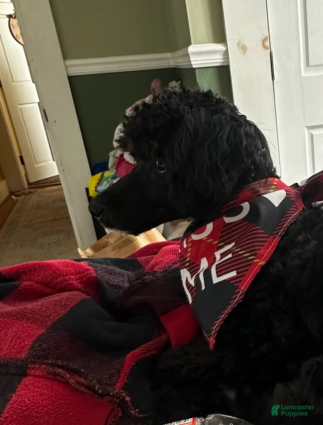 Maltipoo dogs for sale: George  - Ad 7