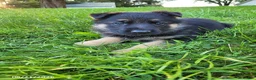 German Shepherd dogs for sale: Jack - Ad 8