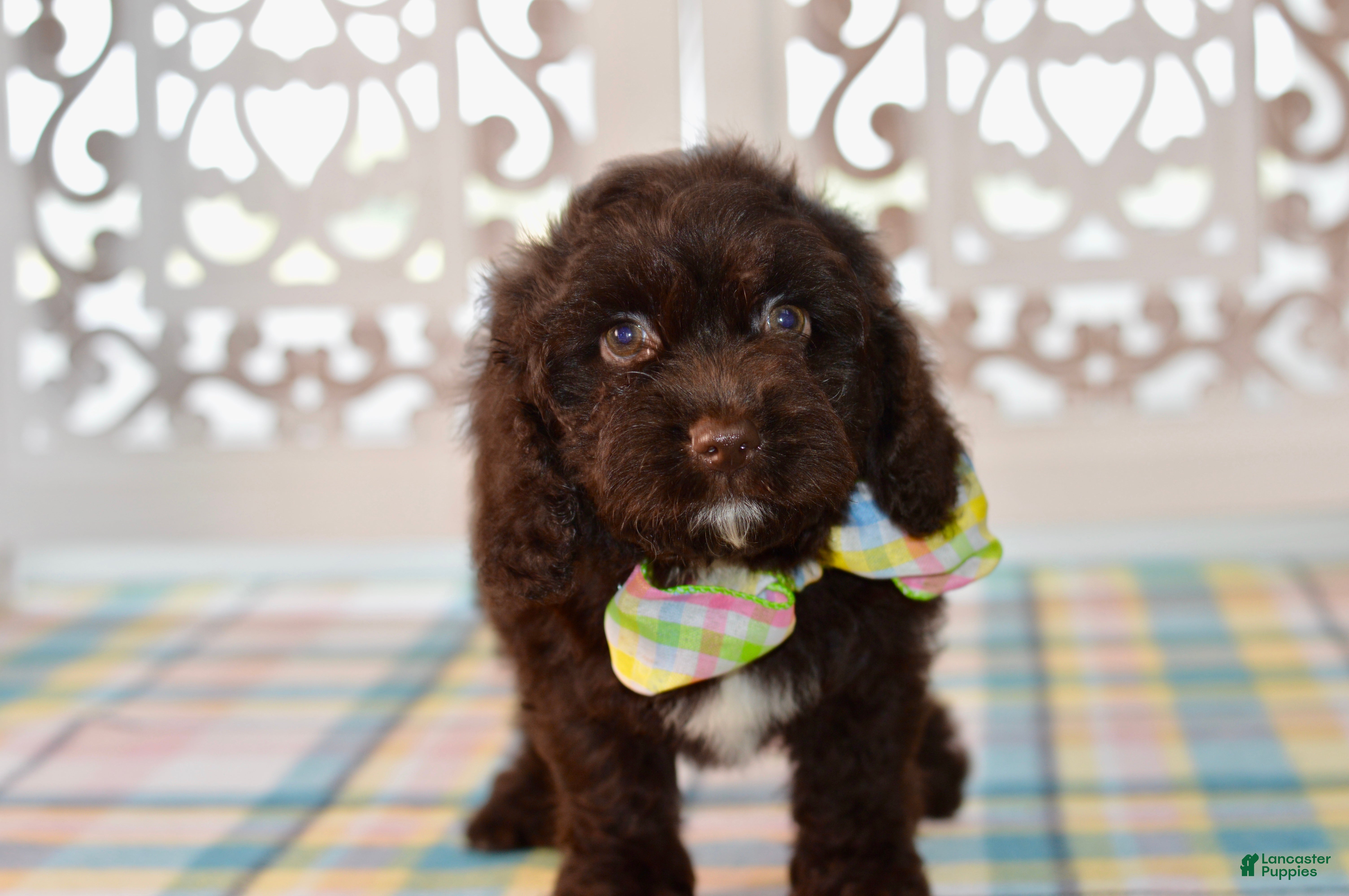 Cockapoo dogs Claire - Ad 1