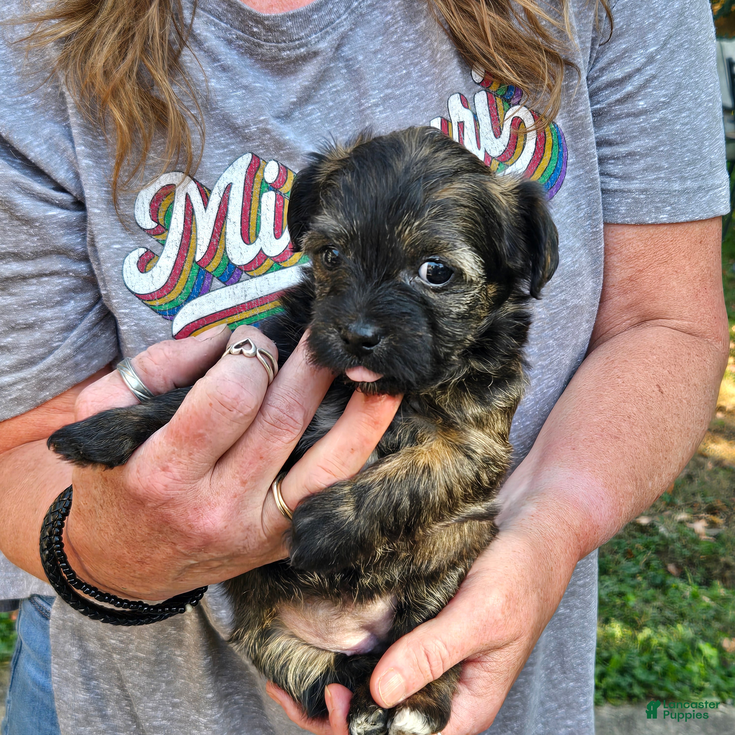 Morkie dogs for sale: Brindle - Ad 1
