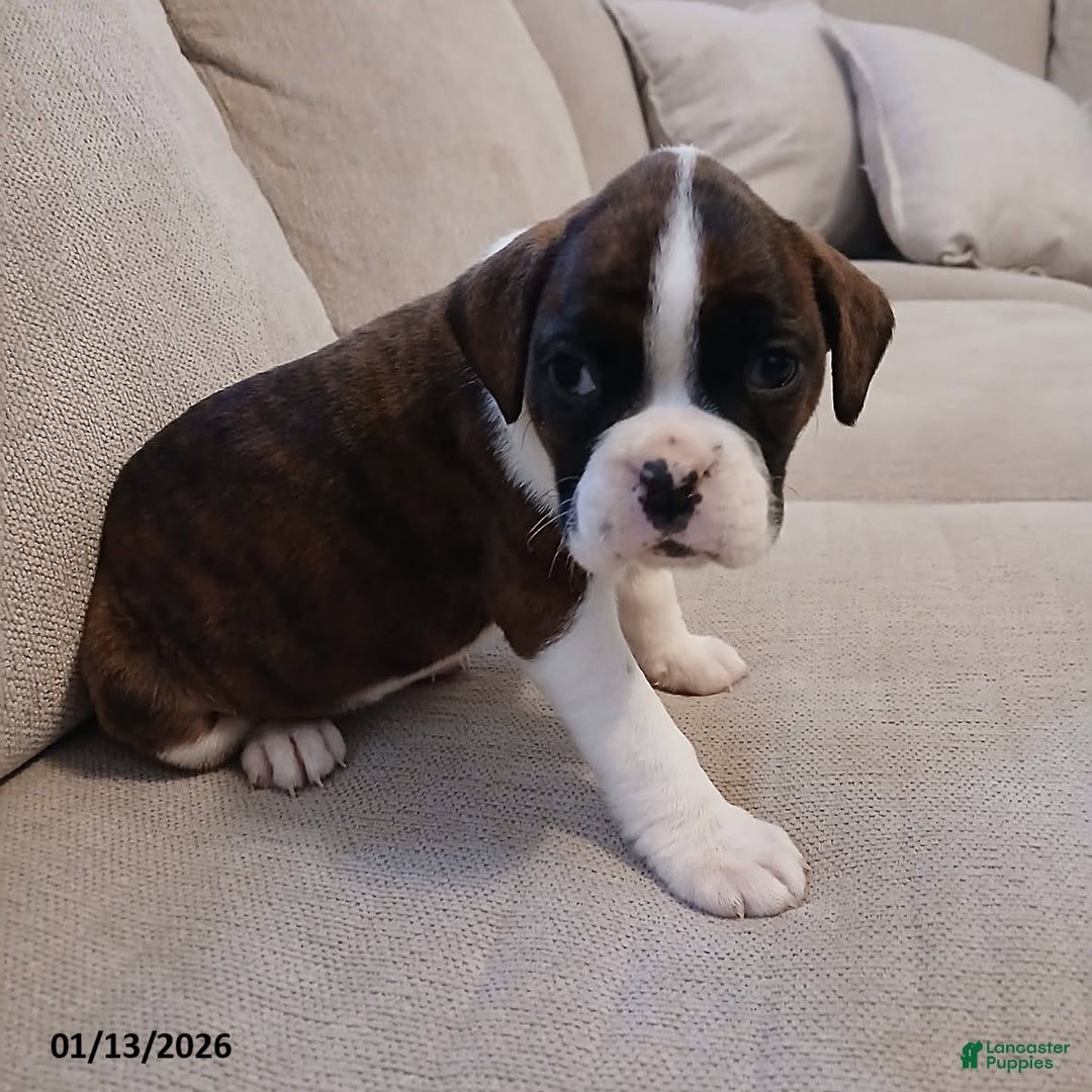 Boxer dogs for sale: Amy - Ad 4