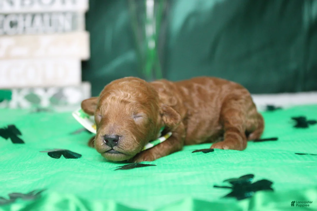 Toy Poodle dogs for sale: Andy  - Ad 6