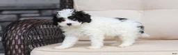 Cavapoo dogs for sale: Joy - Ad 4