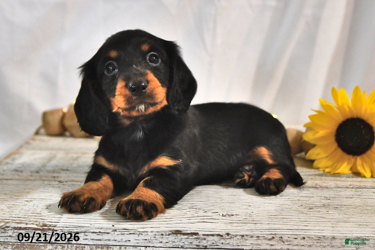 Miniature Dachshund dogs Espresso - Ad 2
