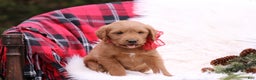 Labradoodle dogs for sale: Ella - Ad 3