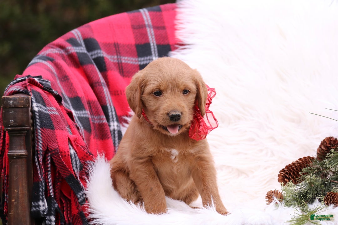 Labradoodle dogs for sale: Ella - Ad 3