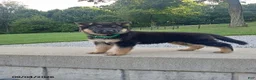 German Shepherd dogs for sale: Dice - Ad 3