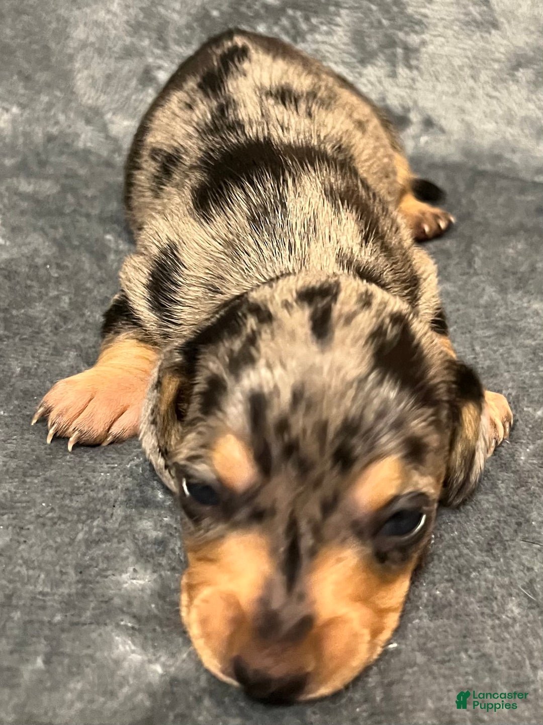 Miniature Dachshund dogs for sale: Piebald BLK/WHT/Grey Female CKC - Ad 5
