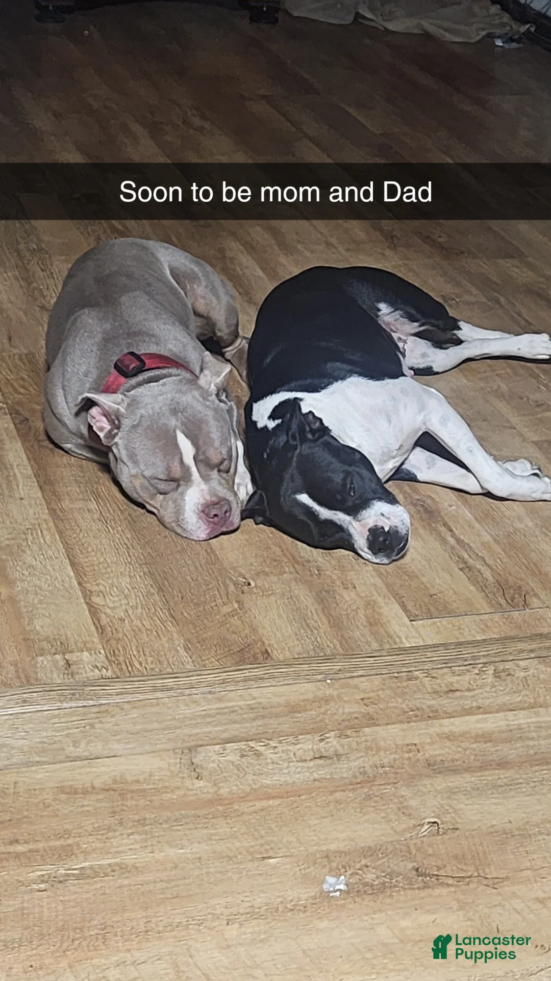 Mixed Breed dogs for sale: Star - Ad 10