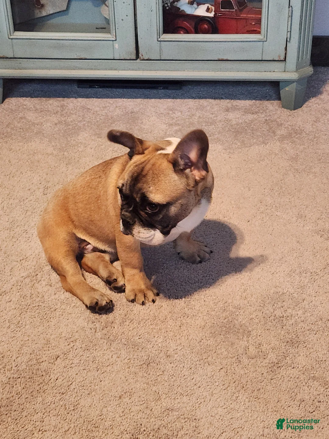 French Bulldog dogs for sale: Hank - Ad 2