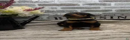 Doberman Pinscher dogs for sale: Black female tan collar  - Ad 2