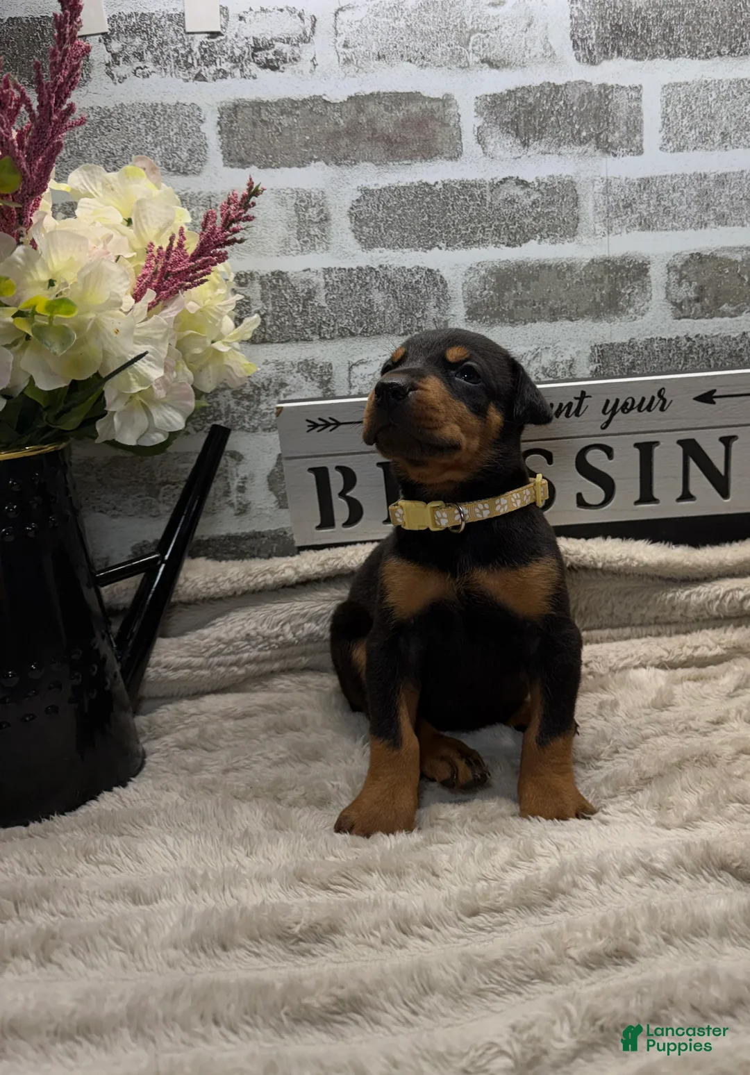 Doberman Pinscher dogs for sale: Black female tan collar  - Ad 2