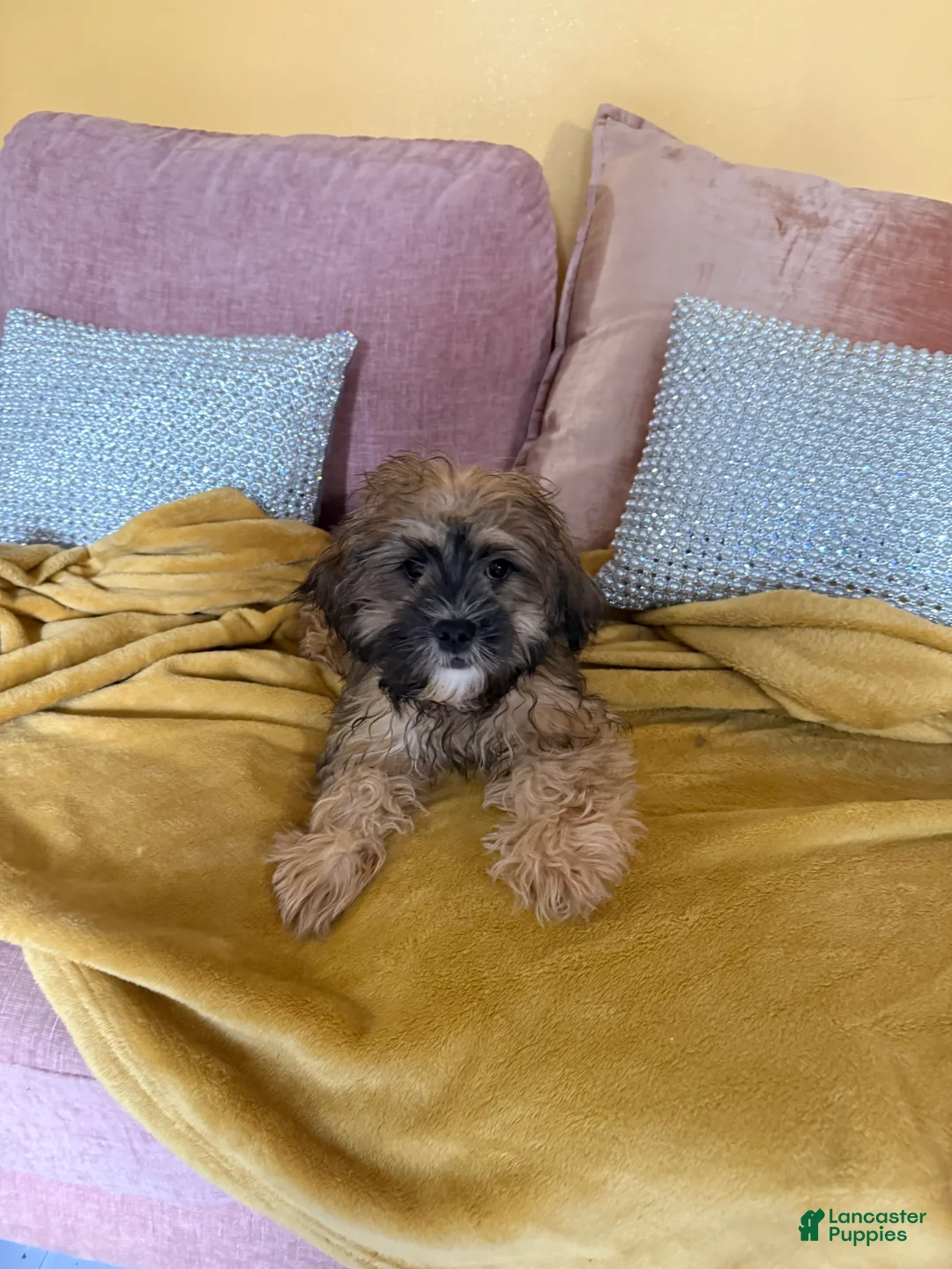 Mixed Breed dogs for sale: Charlie Cooper - Ad 7