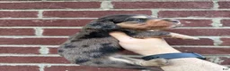 Miniature Dachshund dogs for sale: Amber  - Ad 3