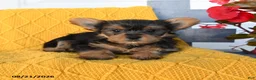 Yorkshire Terrier dogs for sale: Ladybug - Ad 3