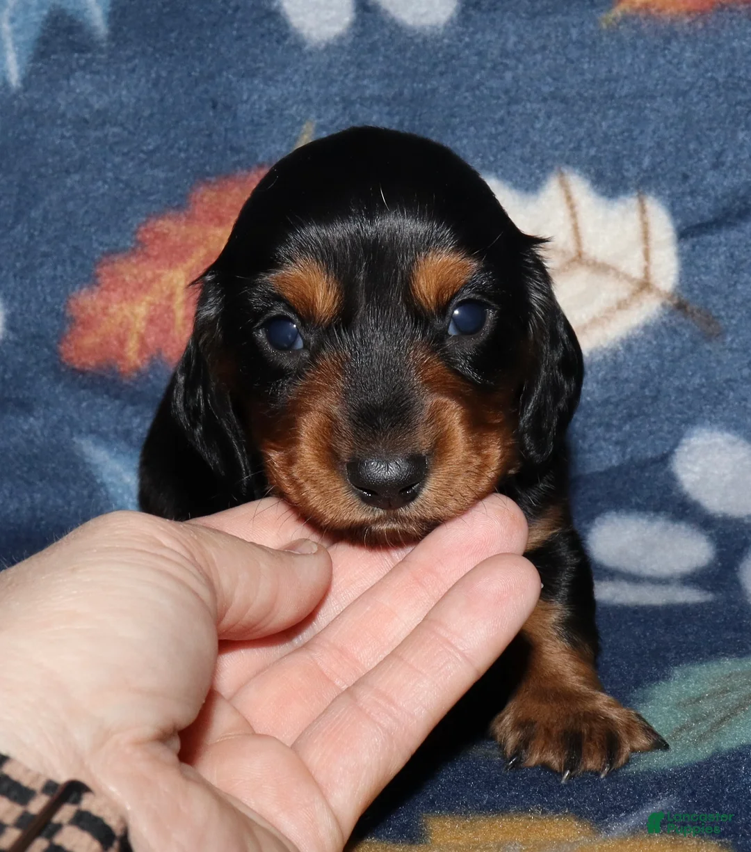 Miniature Dachshund dogs for sale: Flossy’s male - Ad 2