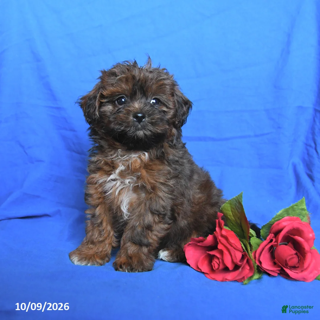 Shihpoo dogs for sale: Smores - Ad 2