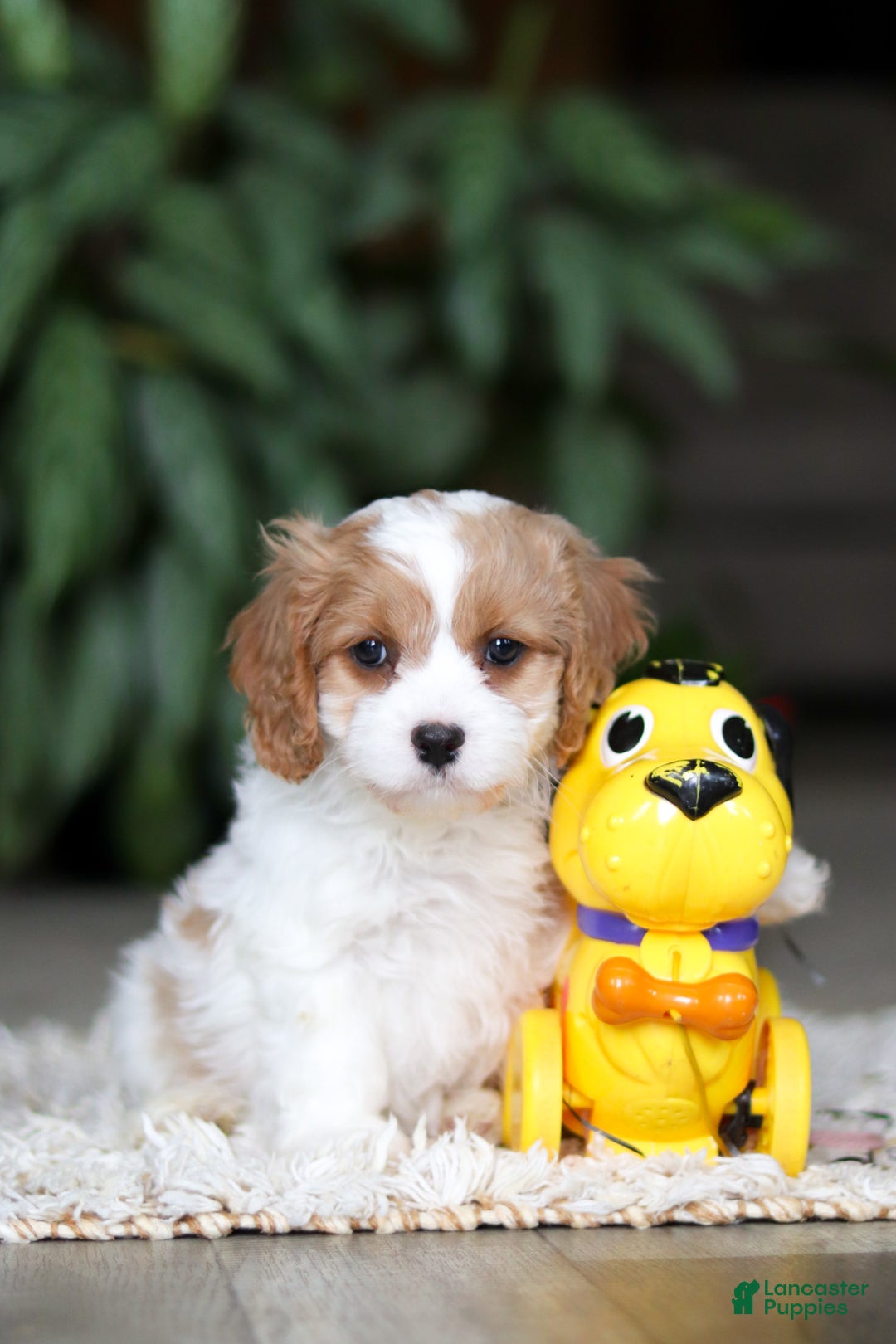 Cavapoo dogs for sale: Rita - Ad 9
